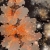 BLACK ORANGE